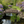 French Country Wood Garden Bridge 8 ft. - SamsGazebos Handcrafted Garden Structures