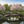 Basho Garden Bridge 8 ft. overlooking Cherry blossoms - SamsGazebos Handcrafted Garden Structures