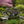 Basho Garden Bridge 8 ft. over a small pond - SamsGazebos Handcrafted Garden Structures