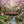 Japanese Bridge with Split Railings 12 ft Taiko placed over a pond surrounded by cherry blossoms trees and spring flowers.