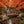Japanese Bridge with Split Railings 12 ft Taiko spans a pond with waterfalls surrounded by orange Maple trees.