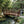 Japanese Bridge with Split Railings 12 ft Taiko spans a pond surrounded by Pine trees and bamboo trees in a Japanese garden.