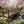 Japanese Bridge with Split Railings 12 ft Taiko spans a pond with splashing waterfalls under cherry blossom trees.