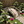 Miniature Japanese Garden Bridge 25 In. Unfinished - SamsGazebos Handcrafted Garden Structures