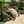 Miniature Japanese Garden Bridge 25 In. Unfinished - SamsGazebos Handcrafted Garden Structures