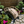 Miniature Japanese Garden Bridge 25 In. Unfinished - SamsGazebos Handcrafted Garden Structures