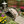 Miniature Japanese Garden Bridge 25 In. Unfinished - SamsGazebos Handcrafted Garden Structures