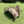 Miniature Japanese Garden Bridge 25 In. Unfinished - SamsGazebos Handcrafted Garden Structures