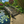 Monet's Japanese bridge 8 ft.