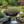 Monet's Japanese bridge 8 ft. x 4 ft. 400 lb. Load Capacity - SamsGazebos Handcrafted Garden Structures