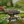 Monet's Japanese bridge 8 ft. x 4 ft. 400 lb. Load Capacity - SamsGazebos Handcrafted Garden Structures