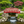 Monet's Japanese bridge 8 ft. x 4 ft. 400 lb. Load Capacity (CLEARANCE floor model) - SamsGazebos Handcrafted Garden Structures