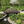 Monet's Japanese bridge 8 ft. x 4 ft. 400 lb. Load Capacity - SamsGazebos Handcrafted Garden Structures