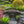 Musashi Japanese wood garden bridge 6 ft. - SamsGazebos Handcrafted Garden Structures