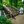 Monet's Japanese bridge 8 ft.