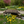 French Country Wood Garden Bridge 8 ft. - SamsGazebos Handcrafted Garden Structures