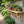 A wooden wall-mounted shelf with decorative brackets holds several potted flowers and green plants against a weathered brick wall in a garden setting.