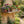 Rustic wooden garden shelf supported by wood corbels on a stucco wall, displaying potted flowers and greenery.