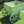 Outdoor Wood Wheelbarrow Planter for Sale